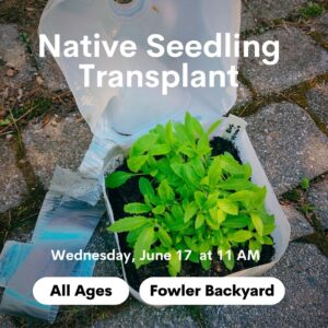 Native Seedling Transplant at Fowler