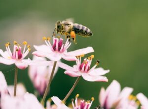 From Canopy to Ground Layer: Building Soft Landings with Keystone Plants for Pollinators